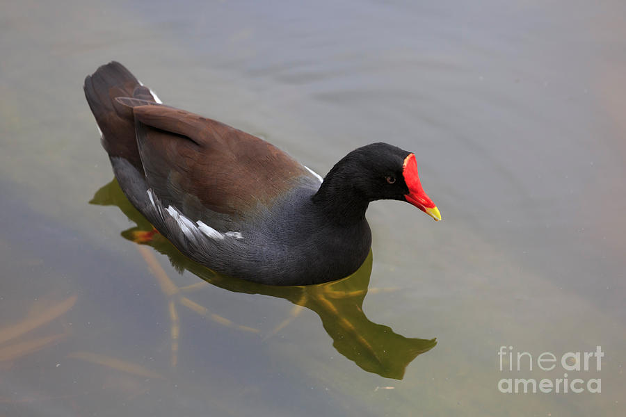 Common Gallinule Photograph - Common gallinule by Louise Heusinkveld