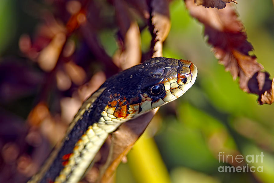 Common Garter Snake Photograph by Sharon Talson