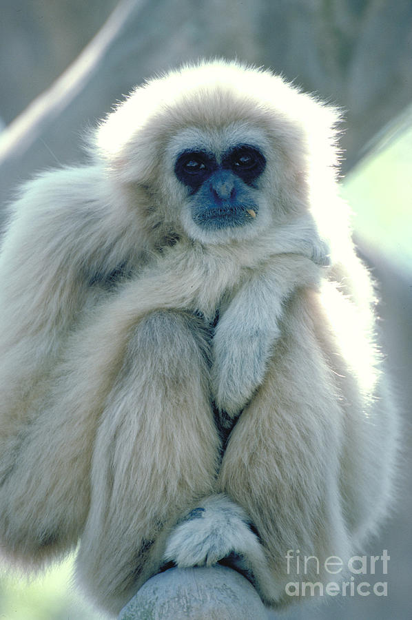 Common Gibbon Photograph by Art Wolfe