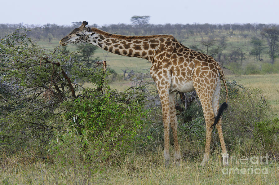 Common Giraffe Photograph by John Shaw