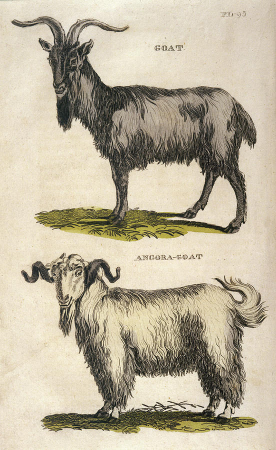 Common Goat (top) Angora-goat (bottom) Drawing by Mary Evans Picture