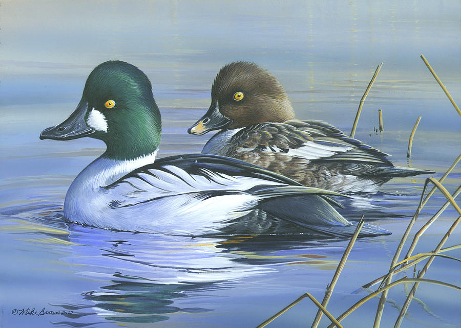 Common Goldeneye Painting by Mike Brown