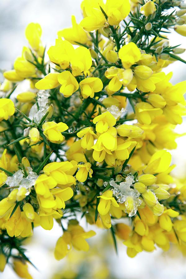 Common Gorse Flowers (ulex Europaeus) Photograph by Rachel Warne/science Photo Library
