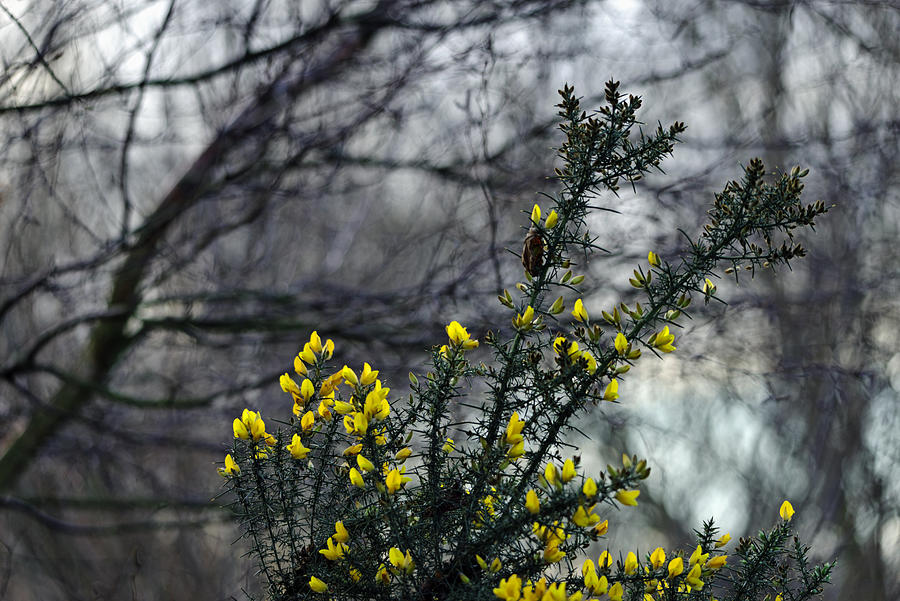 Common Gorse in the Woodland Photograph by Rod Johnson