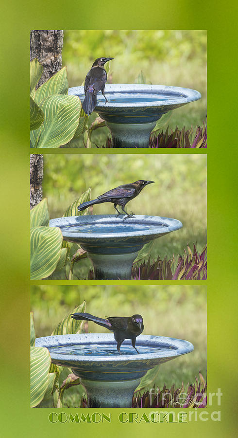 Common Grackle At The Bath Photograph by Anne Kitzman