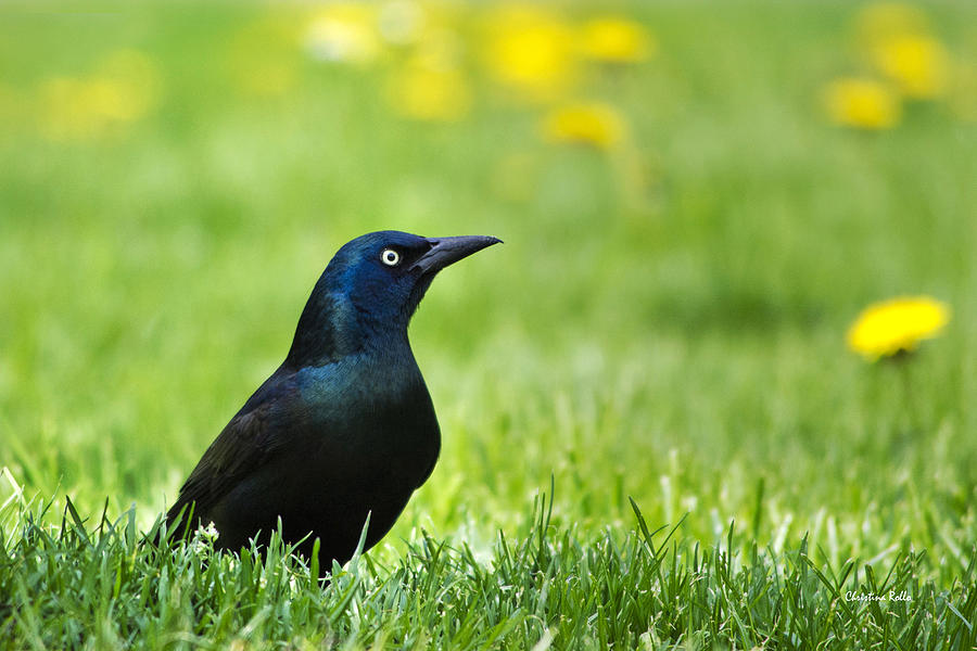 Blackbird Photograph - Common Grackle by Christina Rollo