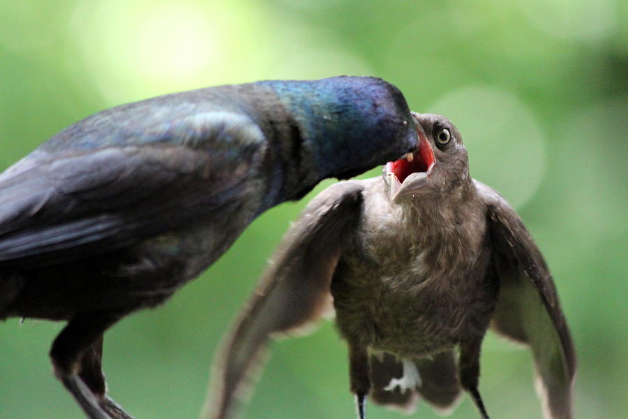 Common Grackle feeding it's young Photograph by Arun Dev