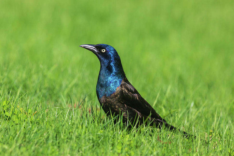 Common Grackle Photograph by Linda Arndt