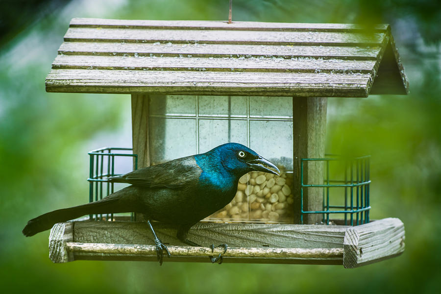 Common Grackle on Bird Feeder Photograph by Photo Studios