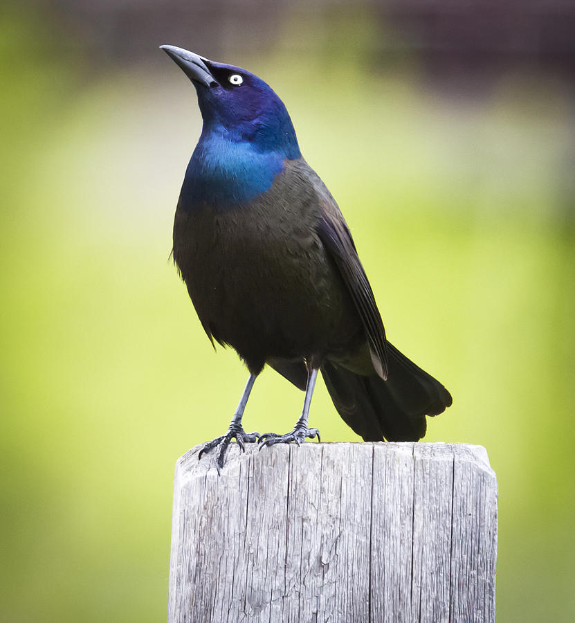 Canon Photograph - Common Grackle by Ricky L Jones Canon Photograph - Common Grackle by Ricky L Jones