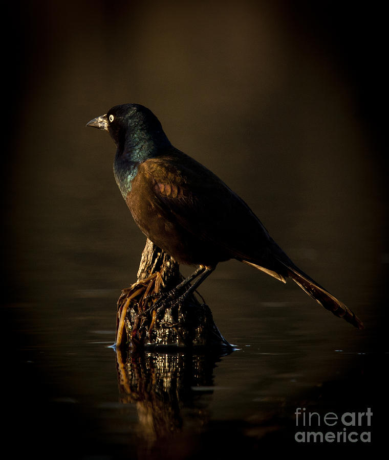 Common Grackle Photograph by Roger Bailey