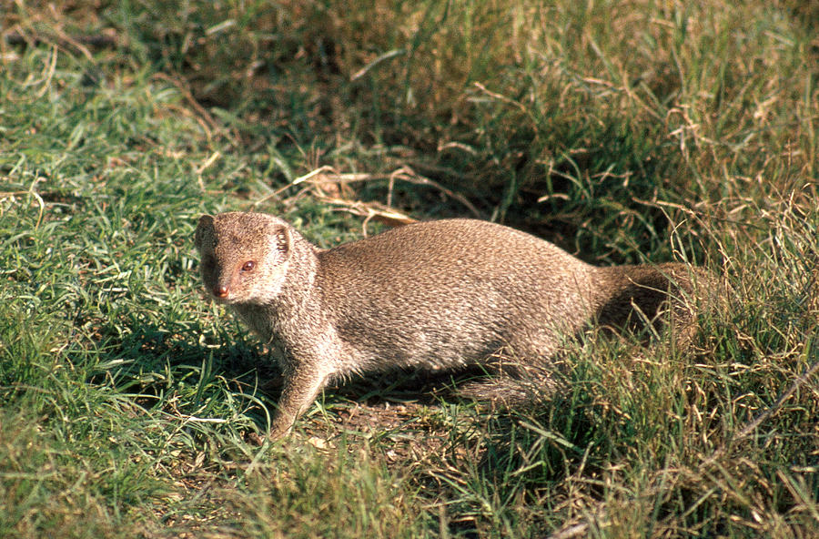 Common Gray Mongoose Photograph by E. Hanumantha Rao - Pixels