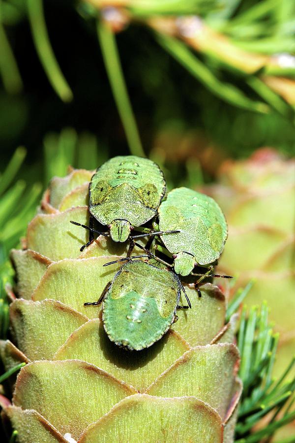 Animal Photograph - Common Green Shield Bugs by Heiti Paves