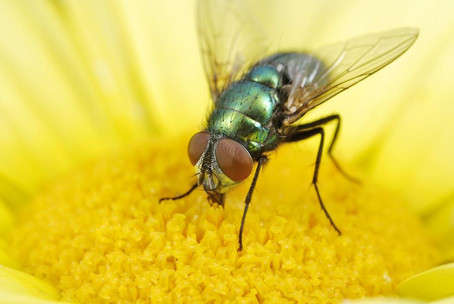 Common greenbottle Photograph by Science Photo Library