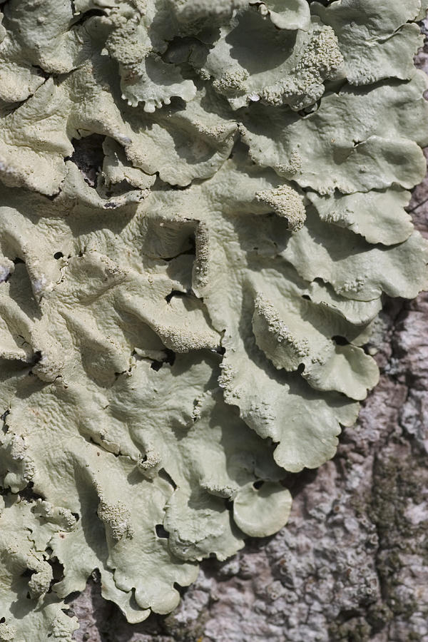 Common Greenshield Lichens Photograph by Paul Whitten
