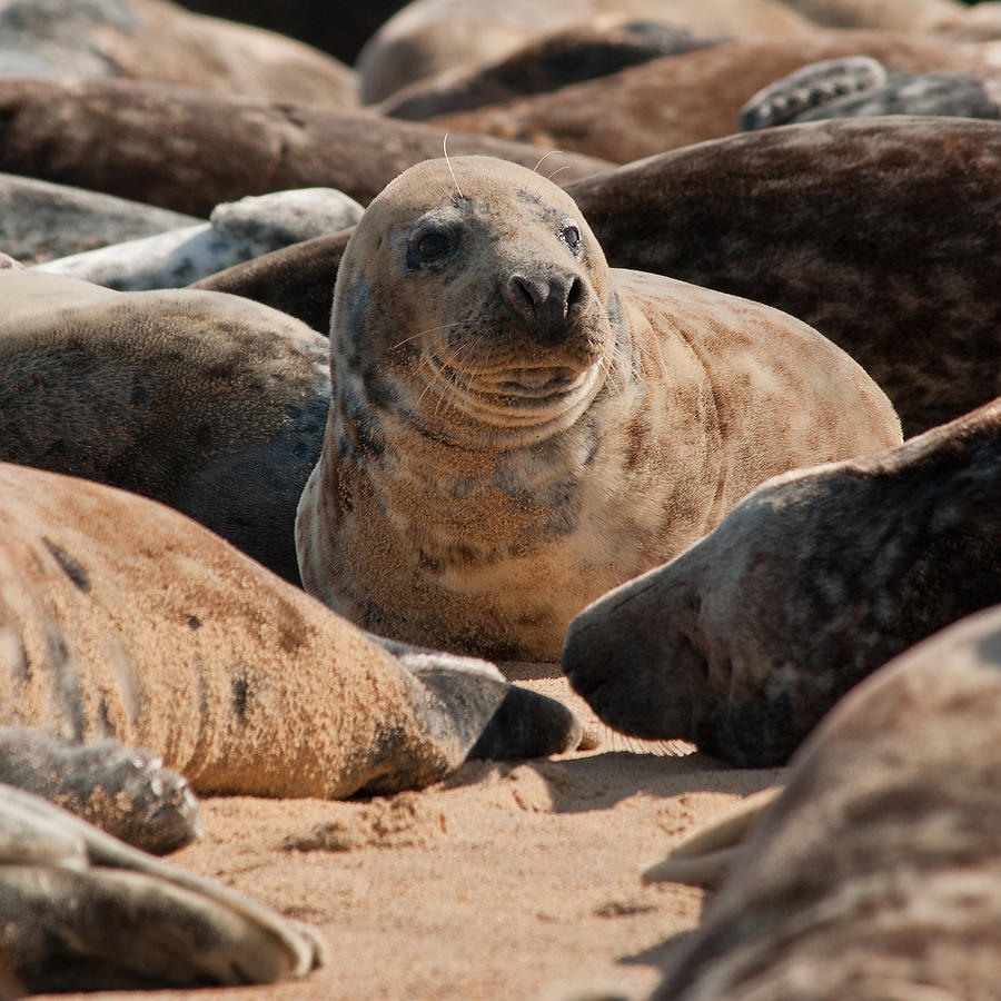 Common Grey Seal Photograph by Dean Messenger - Fine Art America