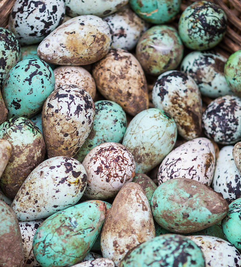 Common Guillemot Eggs, Uria Aalge Photograph by Animal Images - Pixels