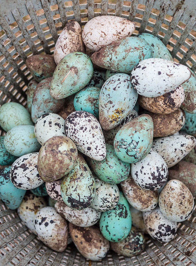 Common Guillemot Eggs, Uria Aalge Photograph by Panoramic Images