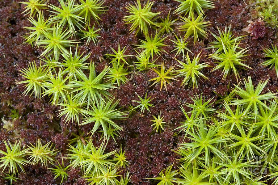 Nature Photograph - Common Haircap Moss (polytrichum Commune) by Simon Booth