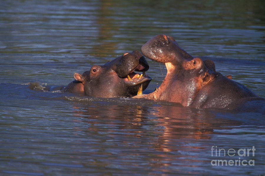 Common Hippopotamus Photograph by Ron Sanford