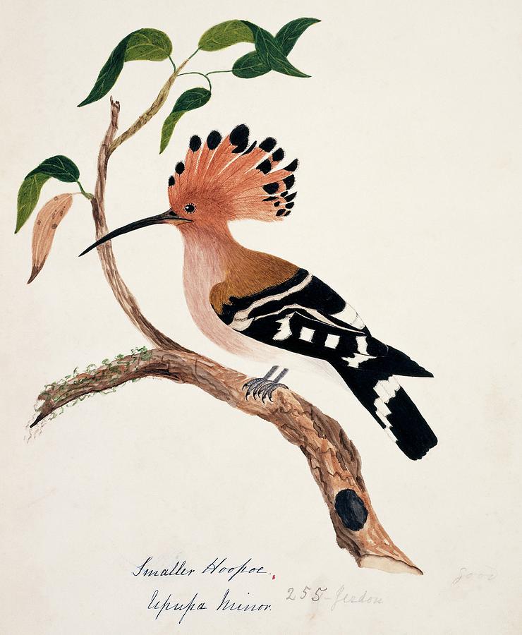 Common Hoopoe Photograph by Natural History Museum, London/science Photo Library