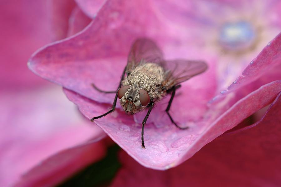 Wildlife Photograph - Common House Fly On A Hydrangea Flower by Kaj R. Svensson