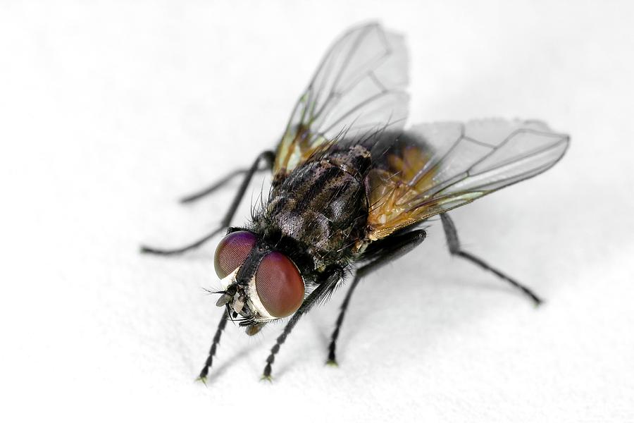 Common House Fly Photograph by Stephen Ausmus/us Department Of Agriculture