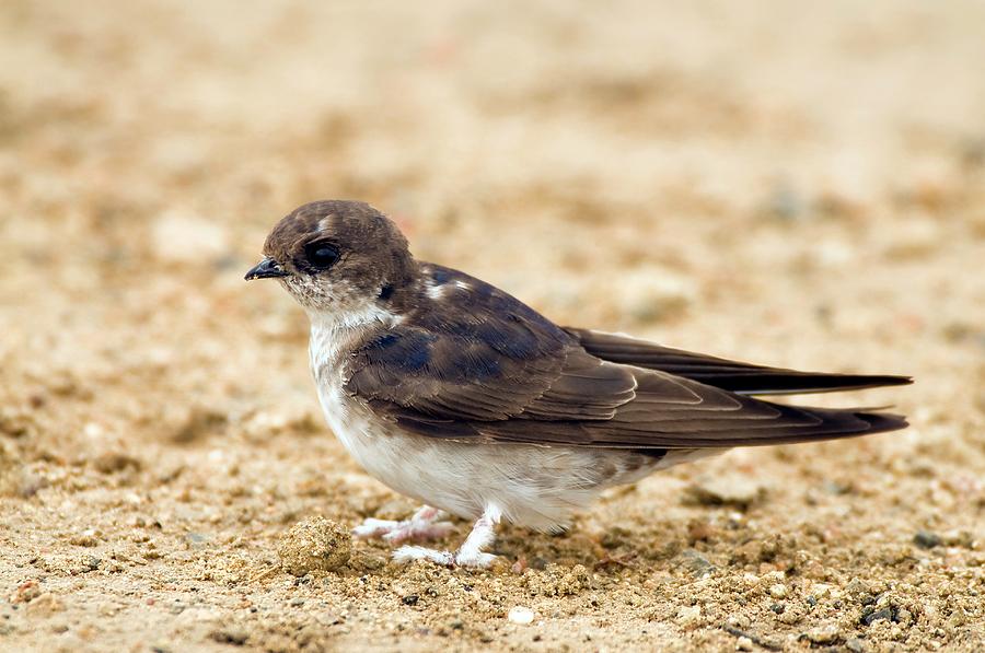 Common House Martin Photograph by Peter Chadwick/science Photo Library