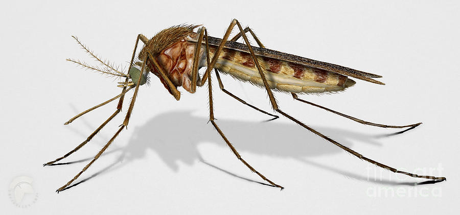 Common House Mosquito - Culex Pipiens Painting
