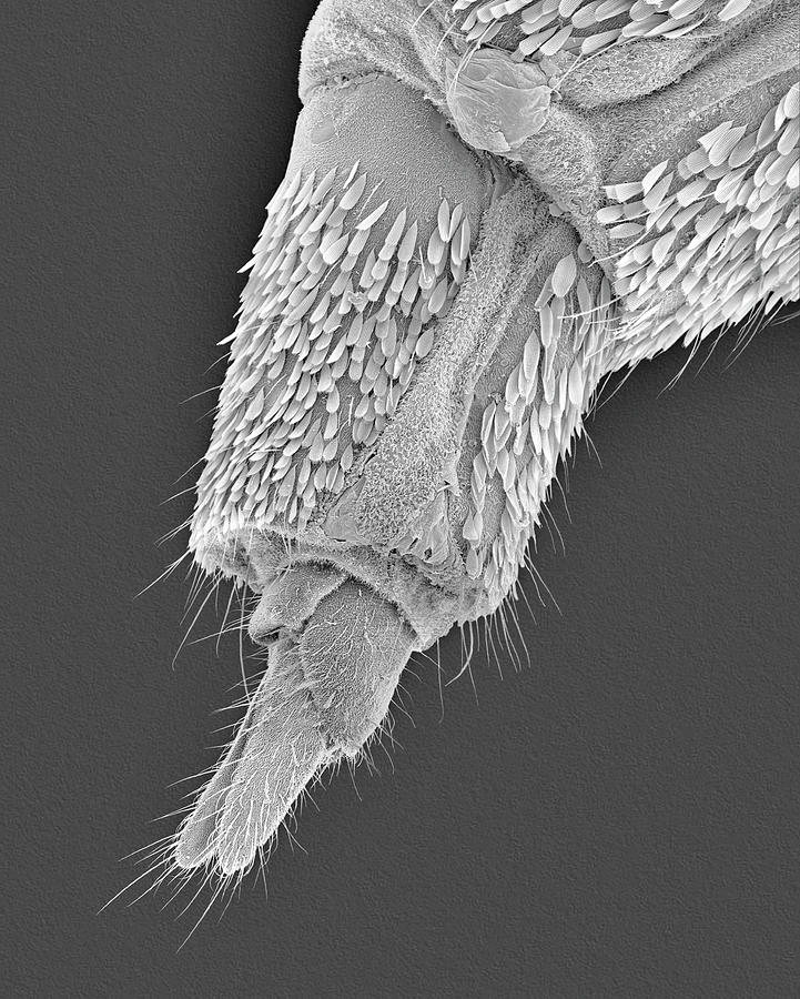 Common House Mosquito Ovipositor by Dennis Kunkel Microscopy/science ...