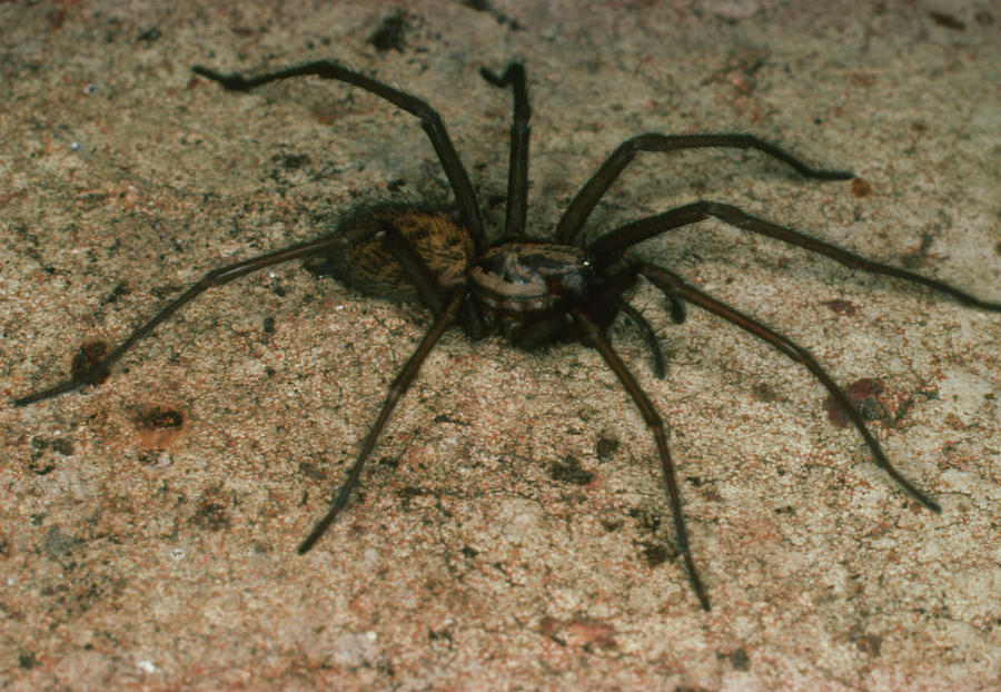 Common House Spider Photograph By Dr Jeremy Burgessscience Photo Library