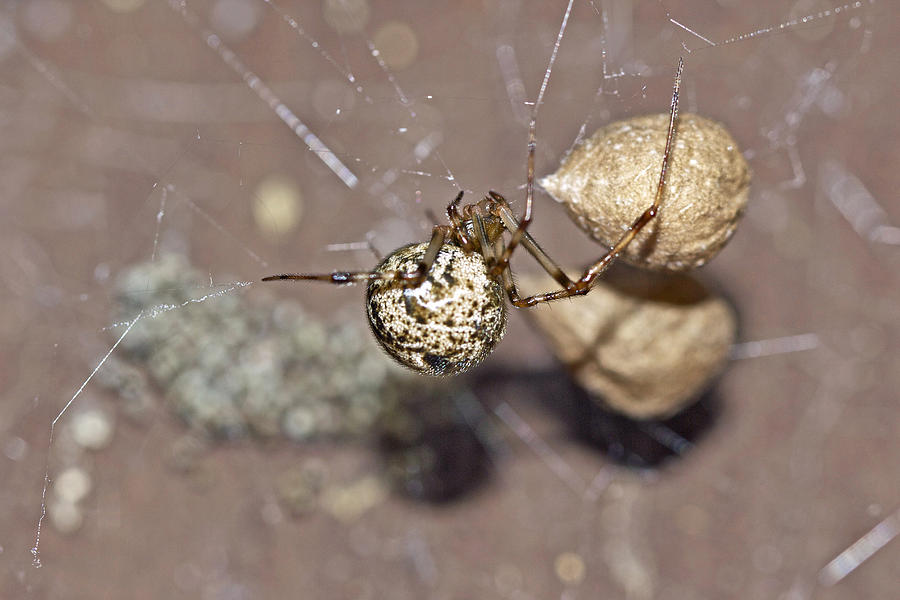 Common House Spider - Parasteatoda tepidariorum Photograph by Carol Senske