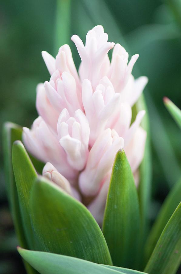 Common Hyacinth (hyacinthus Orientalis) In Flower Photograph by Maria ...