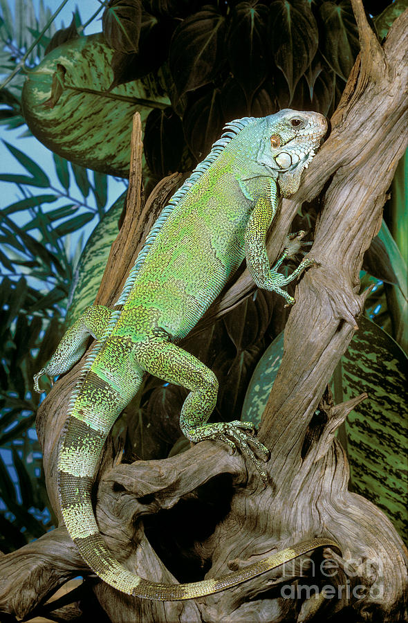 Common Iguana Photograph by ER Degginger