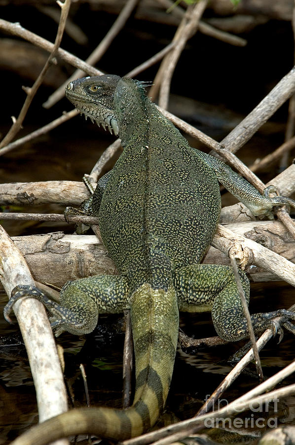 iguana tourism brazil