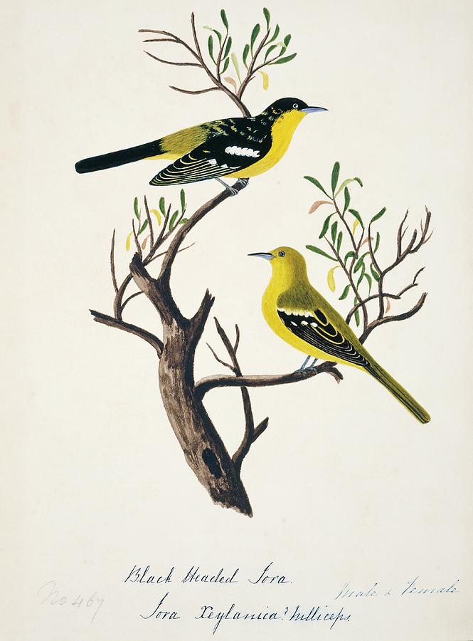 Common Iora Male And Female Photograph by Natural History Museum, London/science Photo Library