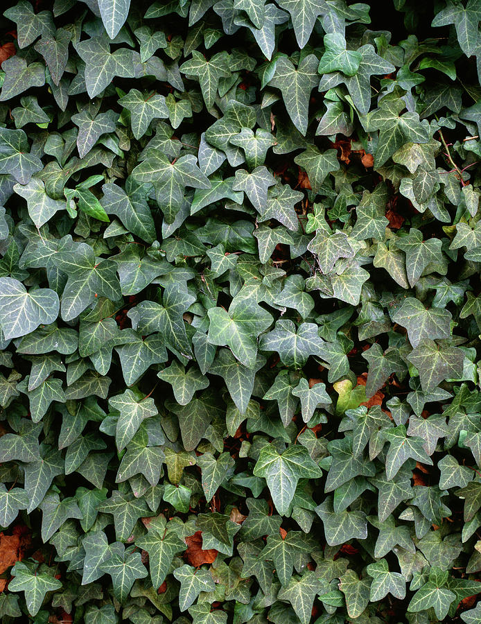 Nature Photograph - Common Ivy (hedera cuspidata Minor) by Geoff Kidd/science Photo Library
