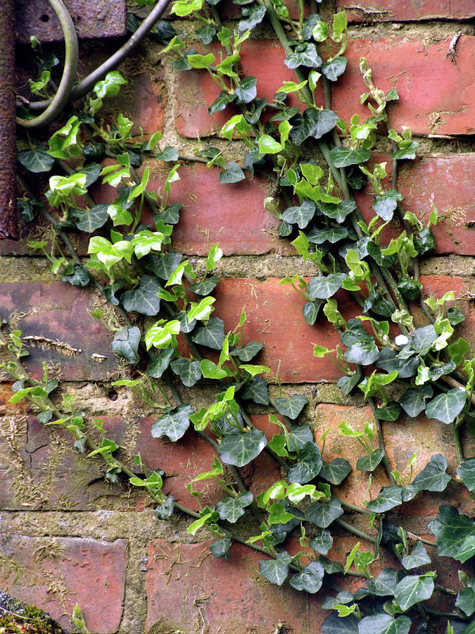 Common Ivy (hedera Helix) Photograph by Ian Gowland/science Photo ...