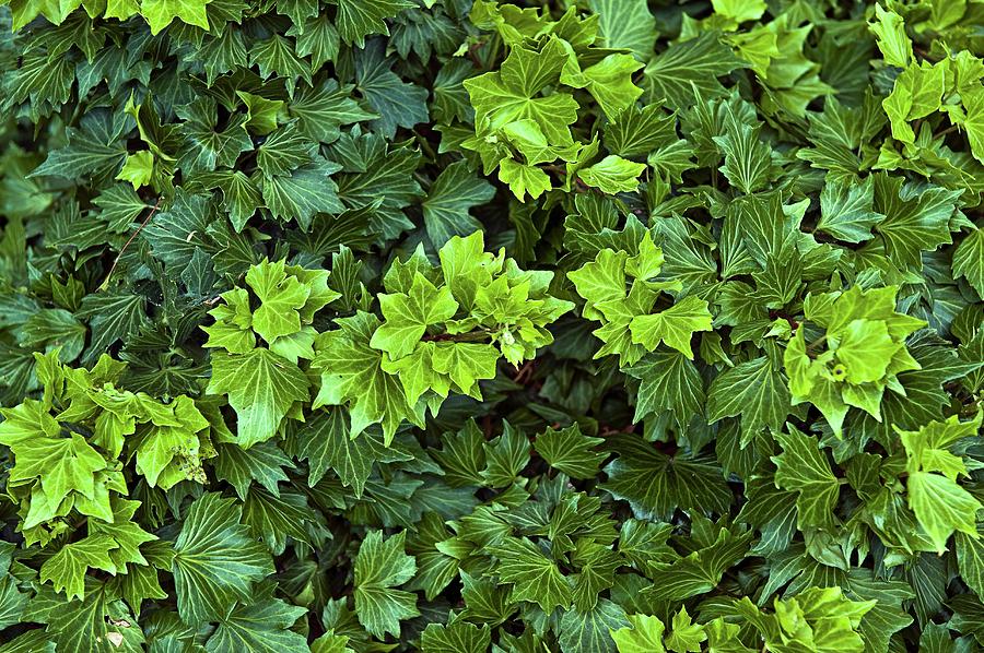 Nature Photograph - Common Ivy by John Greim/science Photo Library