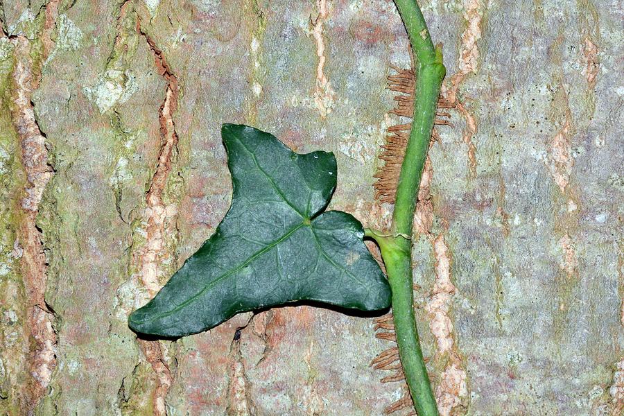 Common Ivy Leaf Photograph by Bruno Petriglia - Fine Art America