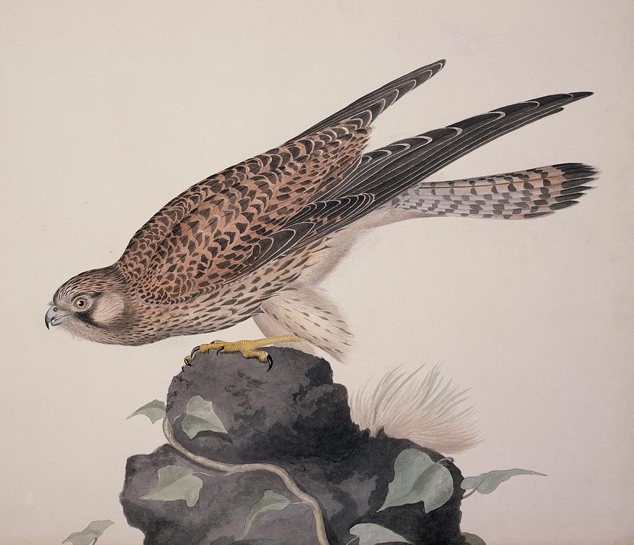 Common kestrel, 19th century Photograph by Science Photo Library - Fine ...