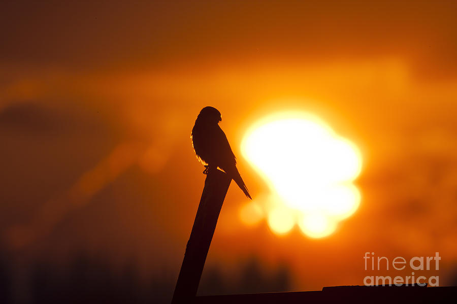 Common kestrel at sunset Photograph by Eyal Bartov