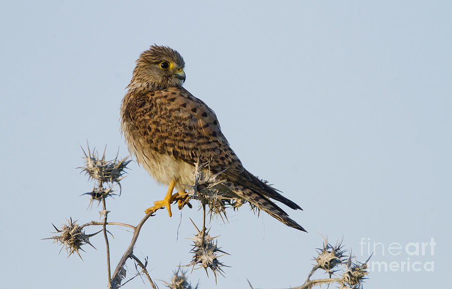 Common kestrel Falco tinnunculus 3 Photograph by Eyal Bartov