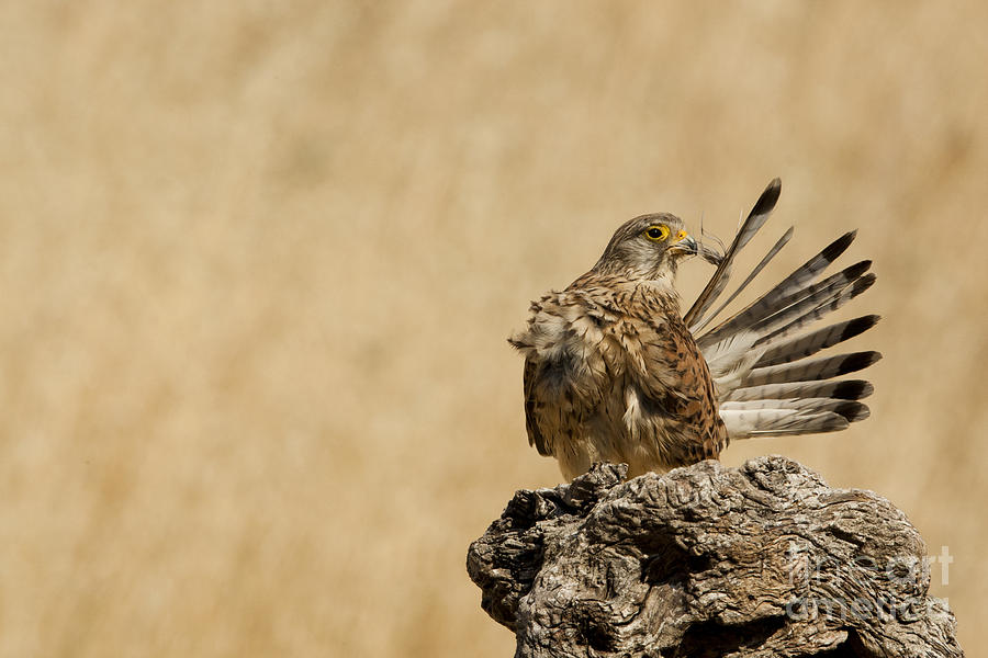 Common kestrel Falco tinnunculus Photograph by Eyal Bartov