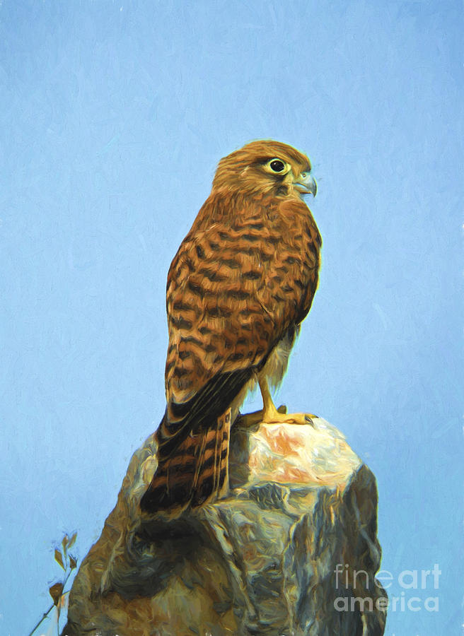 Common kestrel Falco tinnunculus  Digital Art by Perry Van Munster