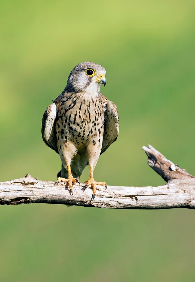 Common Kestrel Photograph by John Devries/science Photo Library - Fine ...