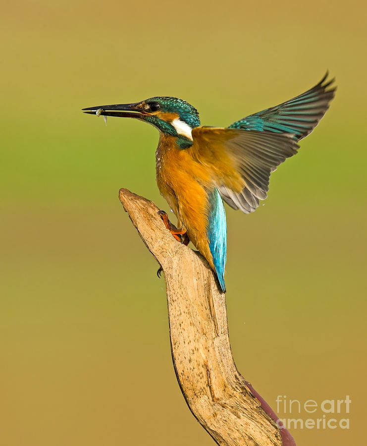 Common Kingfisher Alcedo atthis Photograph by Alon Meir 