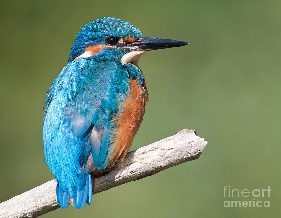 Kingfisher Photograph - Common Kingfisher by Andreas Marx