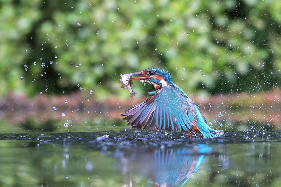 Common Kingfisher Catching A Fish Photograph by Dr P. Marazzi