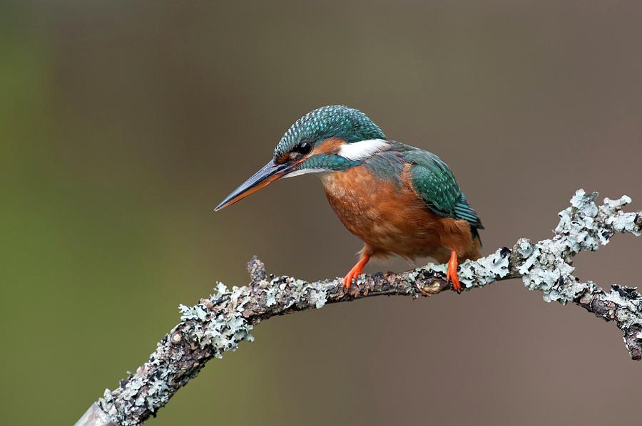 Common Kingfisher Photograph by Dr P. Marazzi/science Photo Library